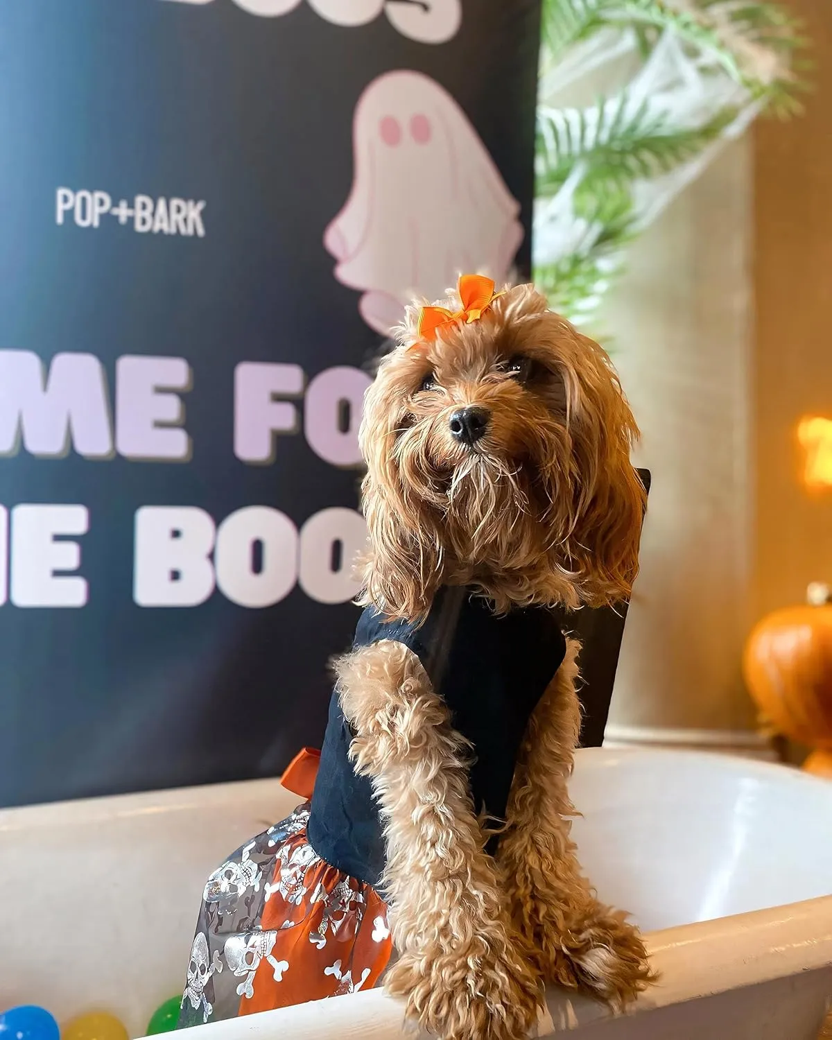 Fitwarm Hocus Pocus Y'all Funny Dog Halloween Tulle Dress, Holiday Dog Clothes for Small Dogs Girl, Funny Pirate Skull Pet Costume, Witch Cat Outfit, Orange, Black, Medium