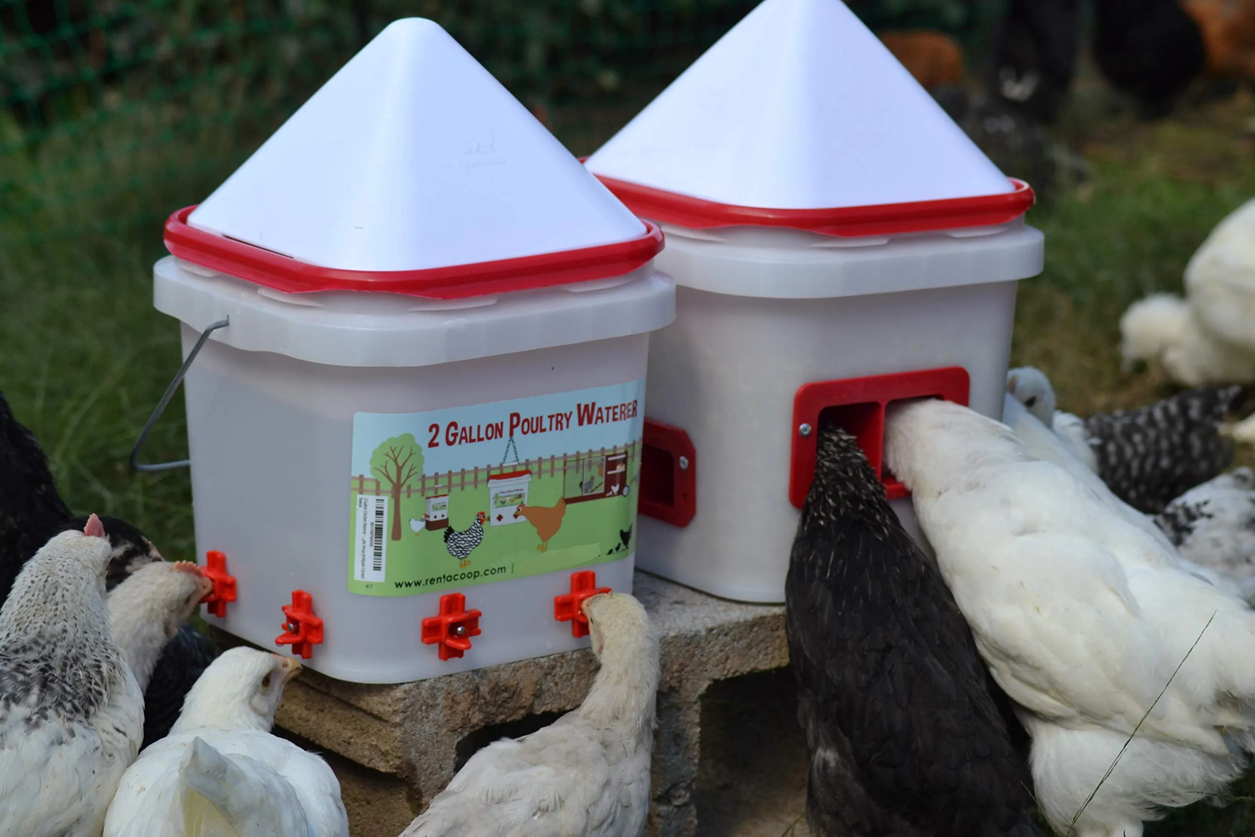 RentACoop 2 Gallon Chicken BPA-Free Plastic Bucket Waterer Set with 4 Horizontal Nipples - Corner Placement