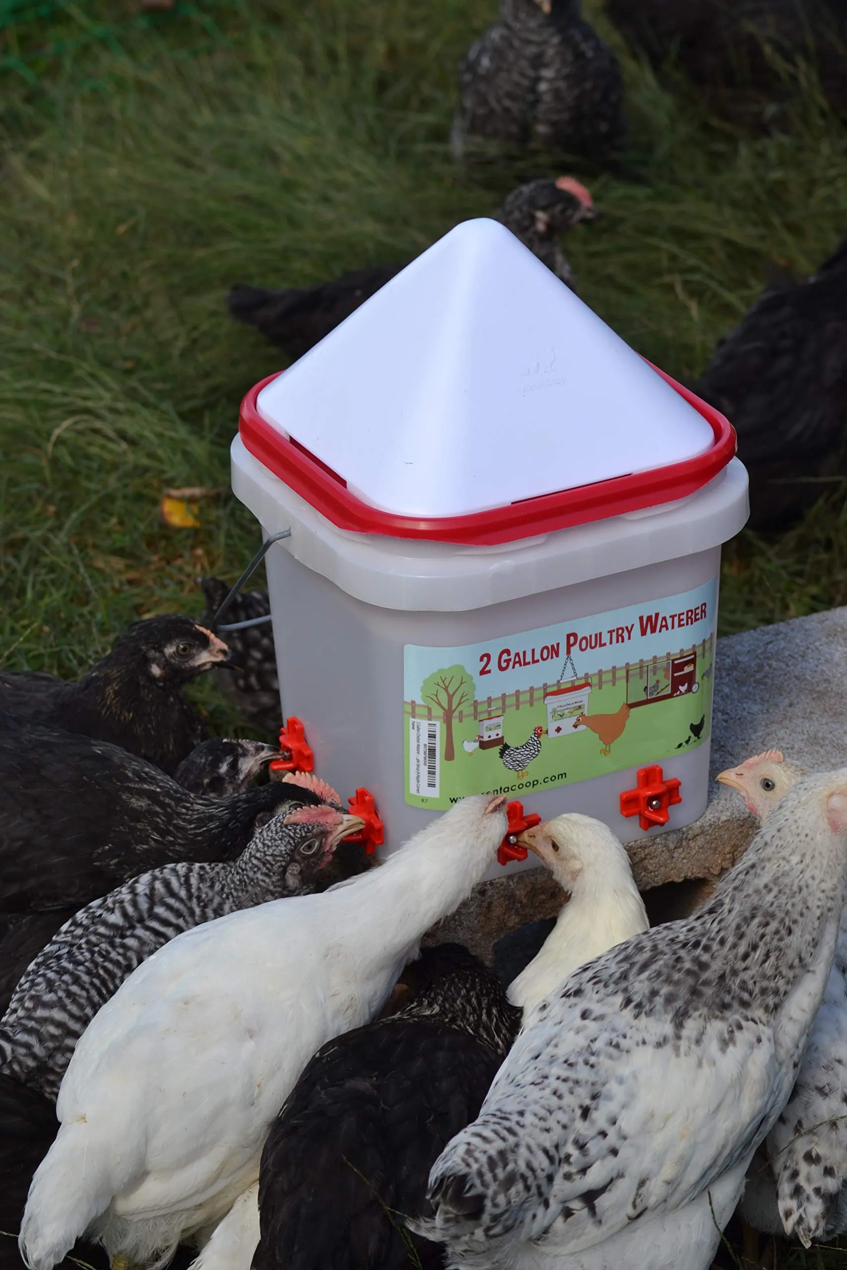 RentACoop 2 Gallon Chicken BPA-Free Plastic Bucket Waterer Set with 4 Horizontal Nipples - Corner Placement