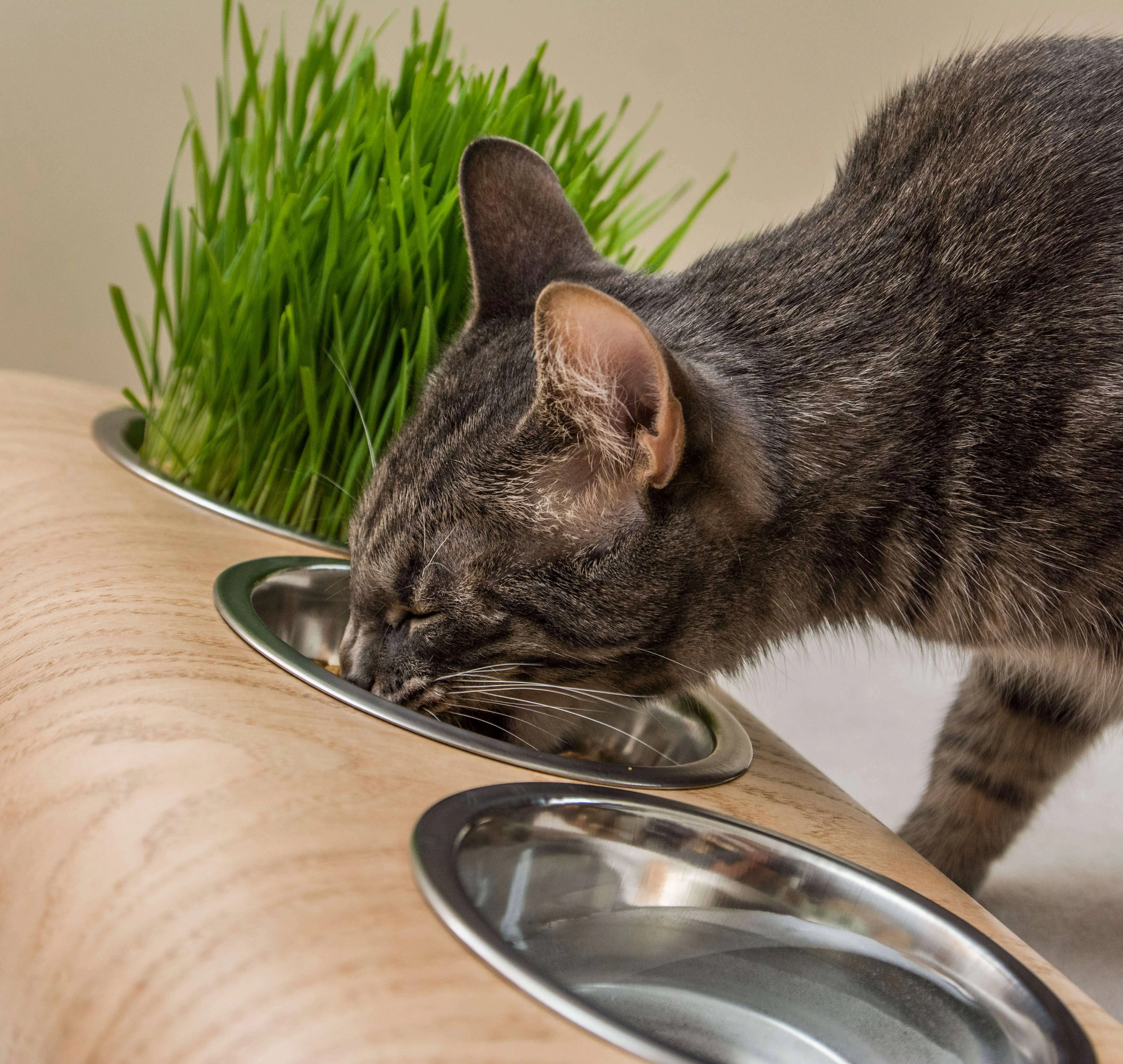 ValiaiDesign - Pet feeding station with 3 bowls, Pet bowls with stand