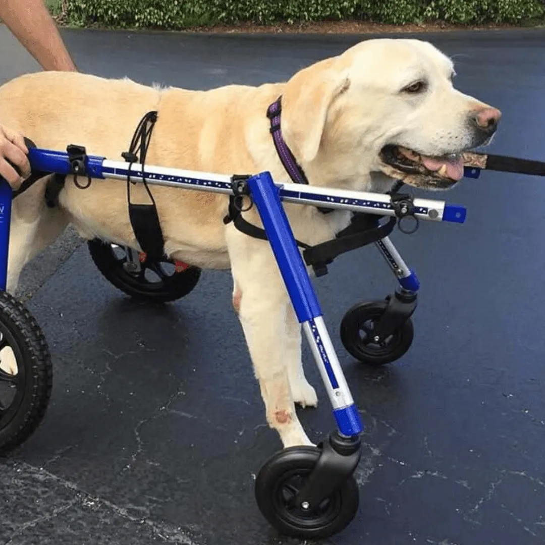 Walkin’ Wheels Full Support/4-Wheel Quad Wheelchair, LARGE