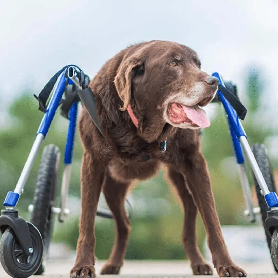 Walkin’ Wheels Full Support/4-Wheel Quad Wheelchair, LARGE