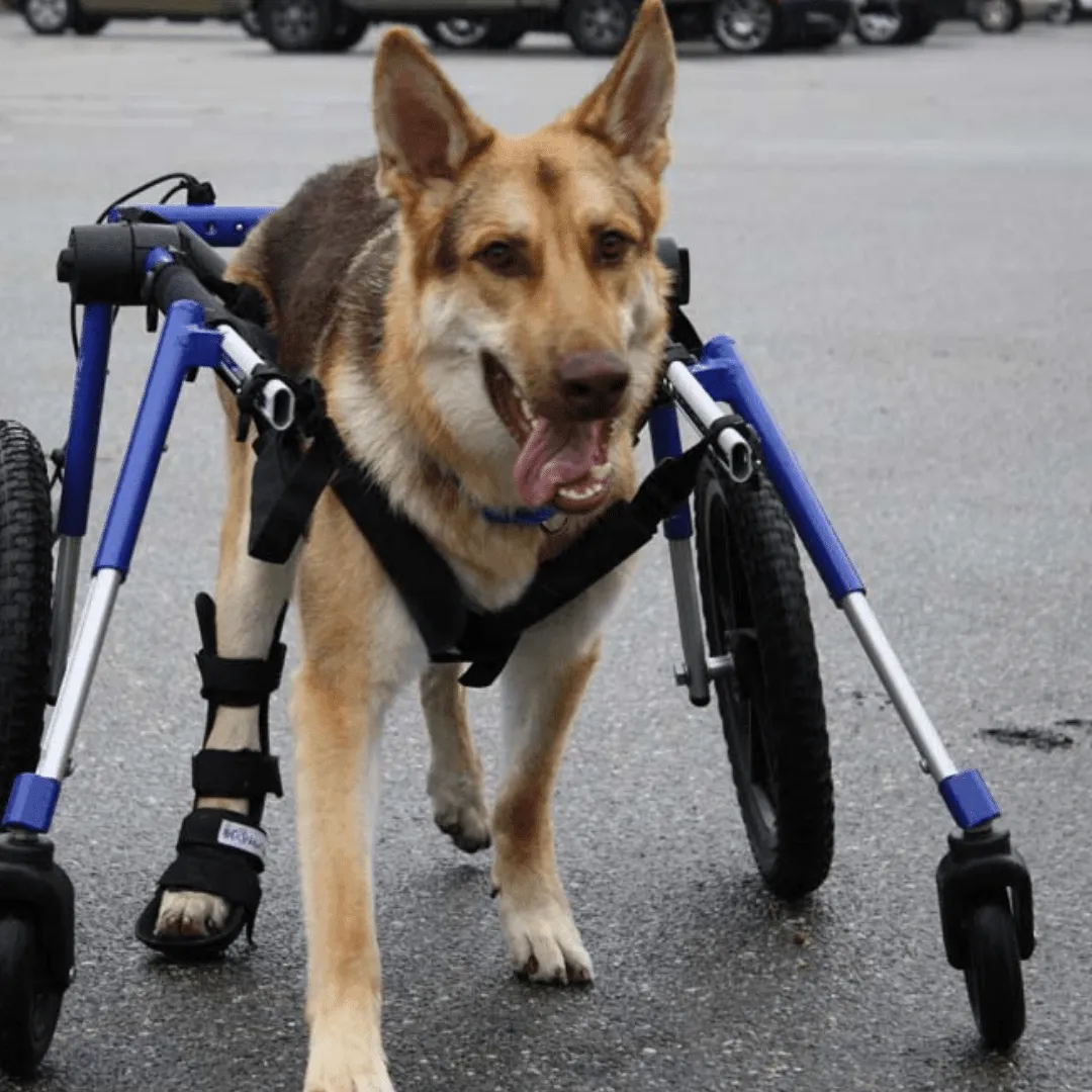Walkin’ Wheels Full Support/4-Wheel Quad Wheelchair, LARGE