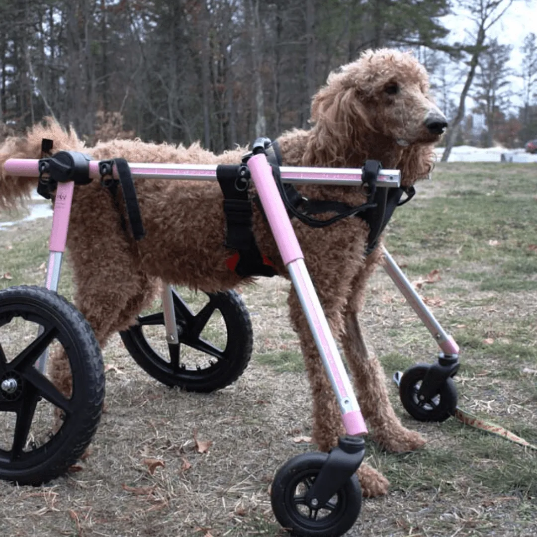 Walkin’ Wheels Full Support/4-Wheel Quad Wheelchair, LARGE