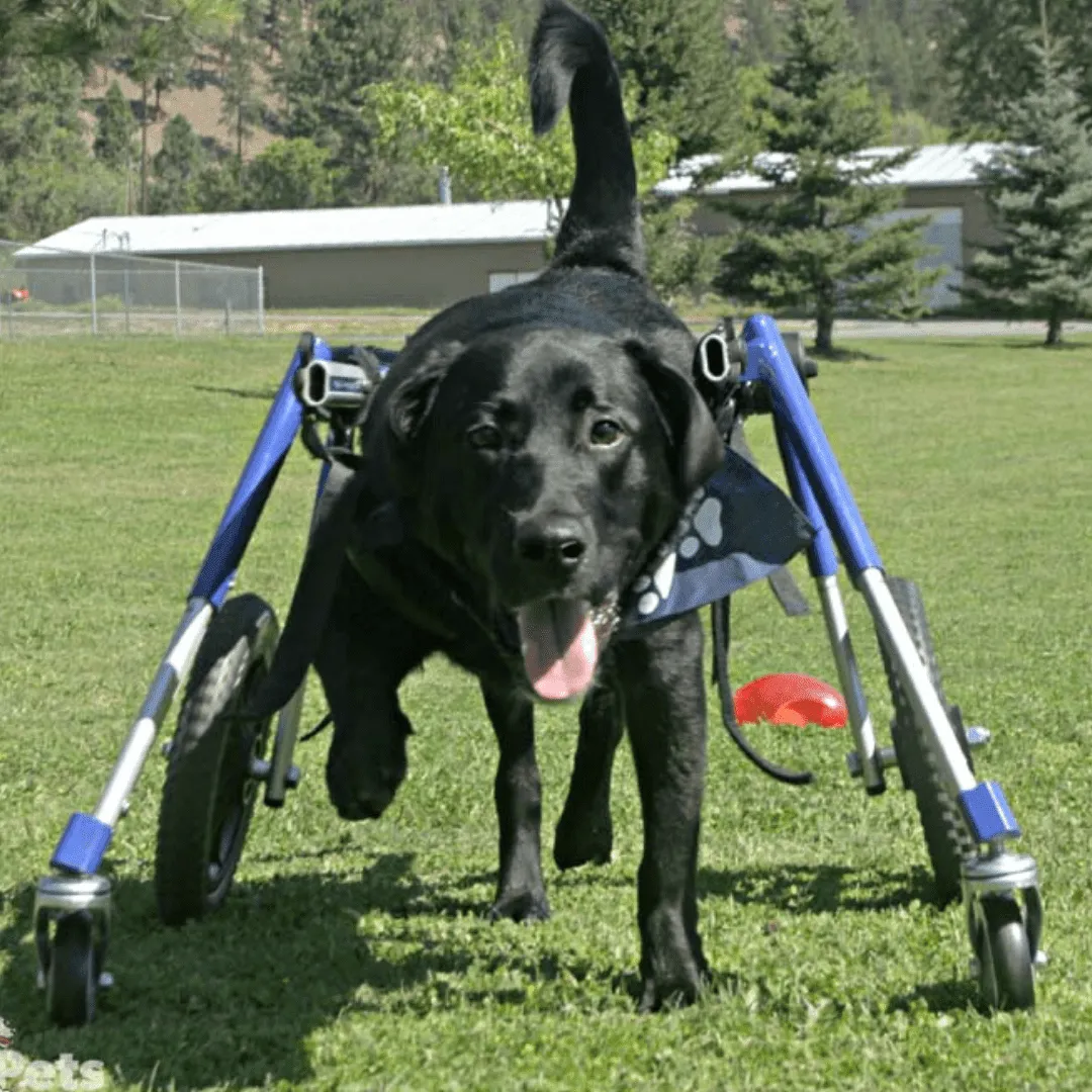 Walkin’ Wheels Full Support/4-Wheel Quad Wheelchair, LARGE