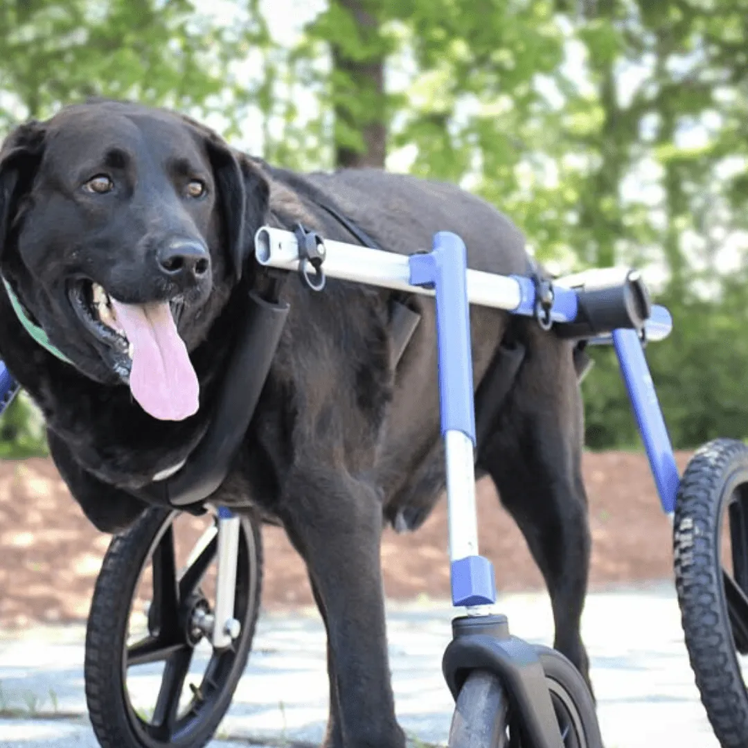 Walkin’ Wheels Full Support/4-Wheel Quad Wheelchair, LARGE