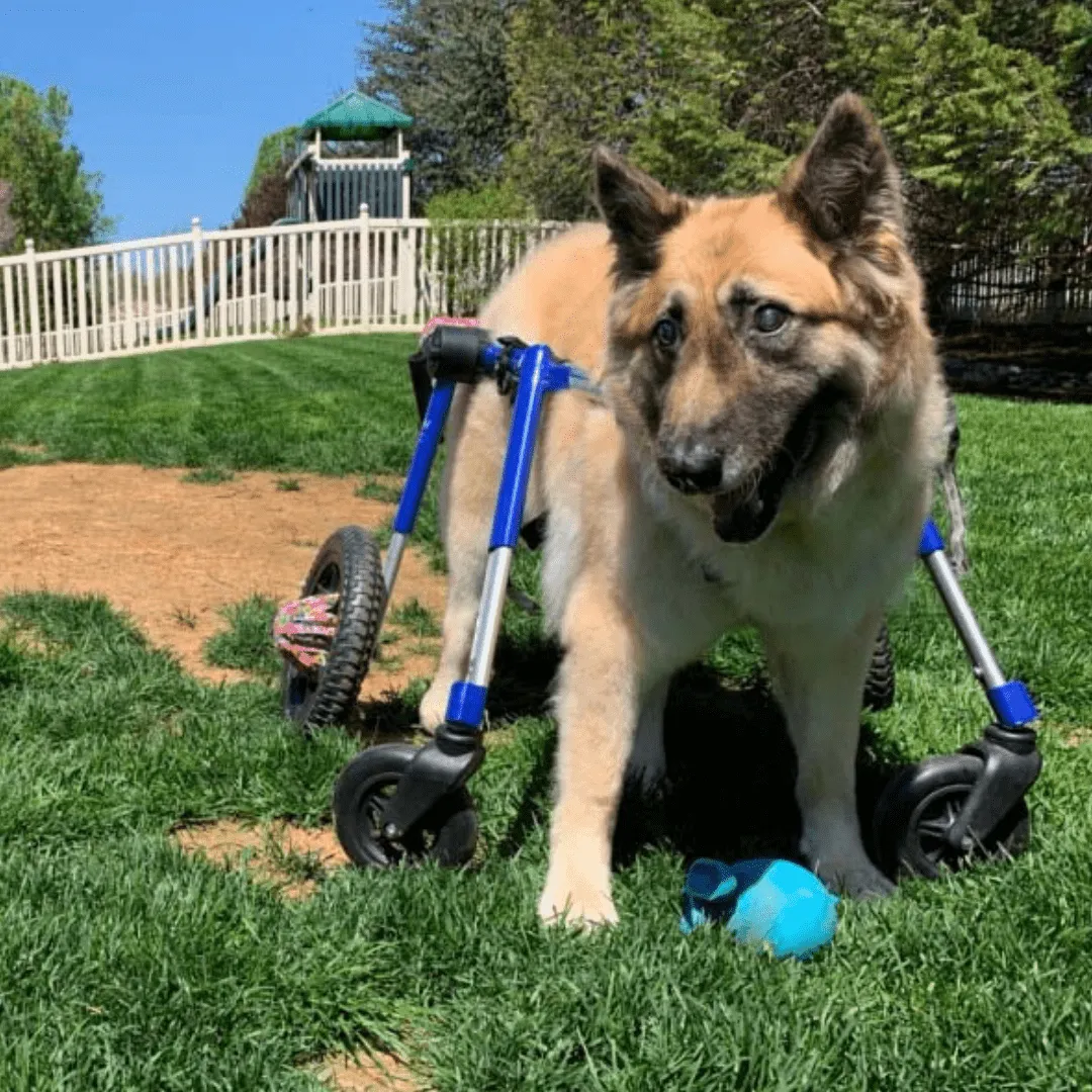 Walkin’ Wheels Full Support/4-Wheel Quad Wheelchair, LARGE