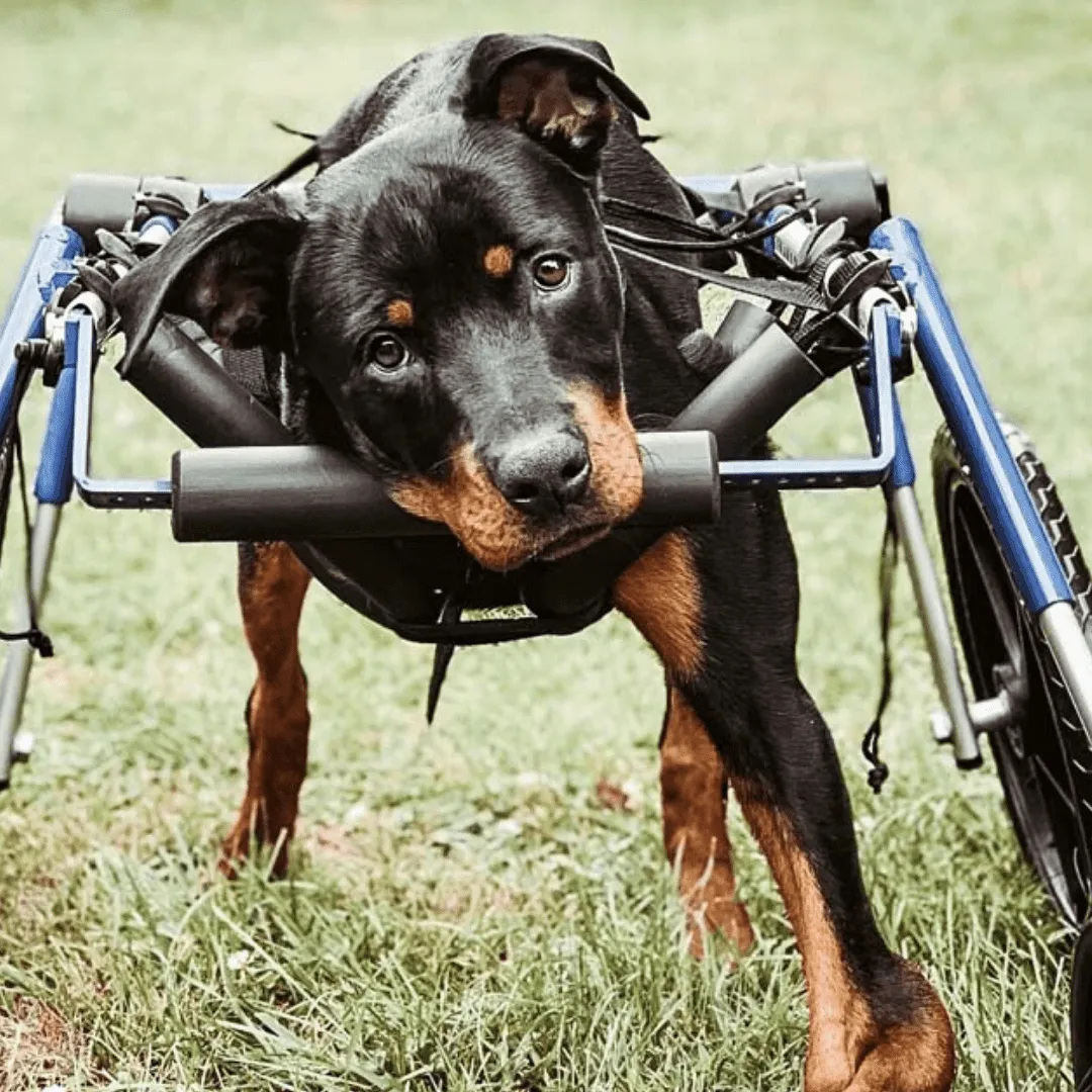 Walkin’ Wheels Full Support/4-Wheel Quad Wheelchair, LARGE