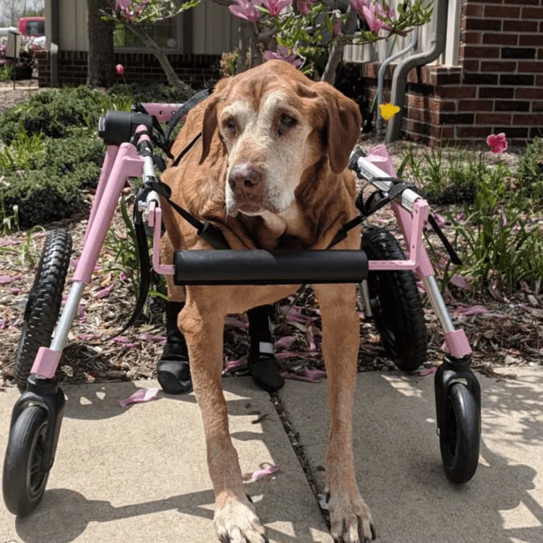 Walkin’ Wheels Full Support/4-Wheel Quad Wheelchair, LARGE