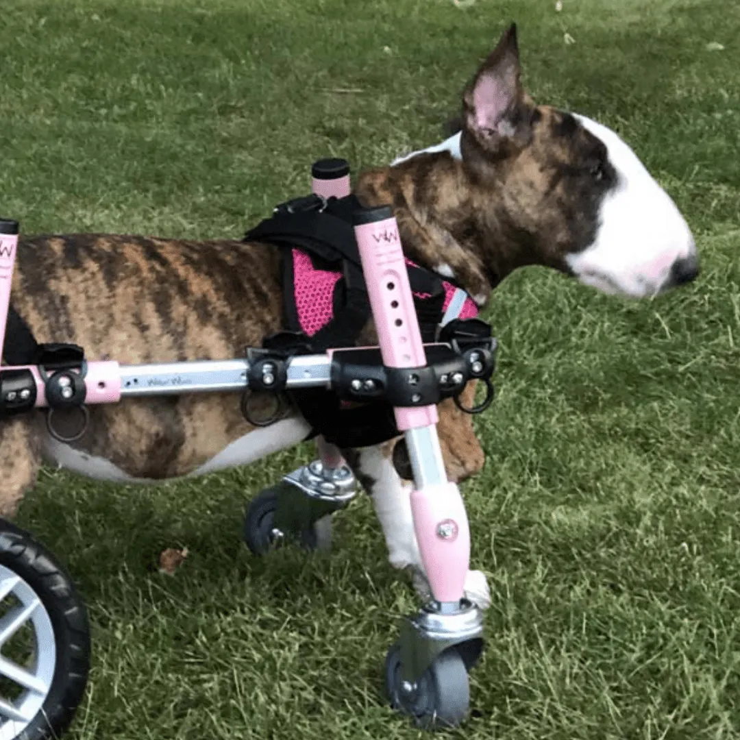Walkin’ Wheels SMALL Front Wheel Attachment