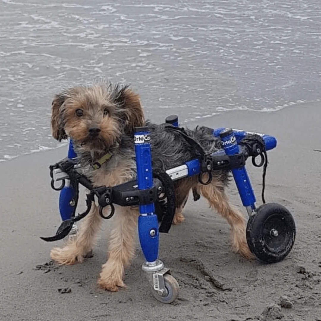 Walkin’ Wheels SMALL Front Wheel Attachment