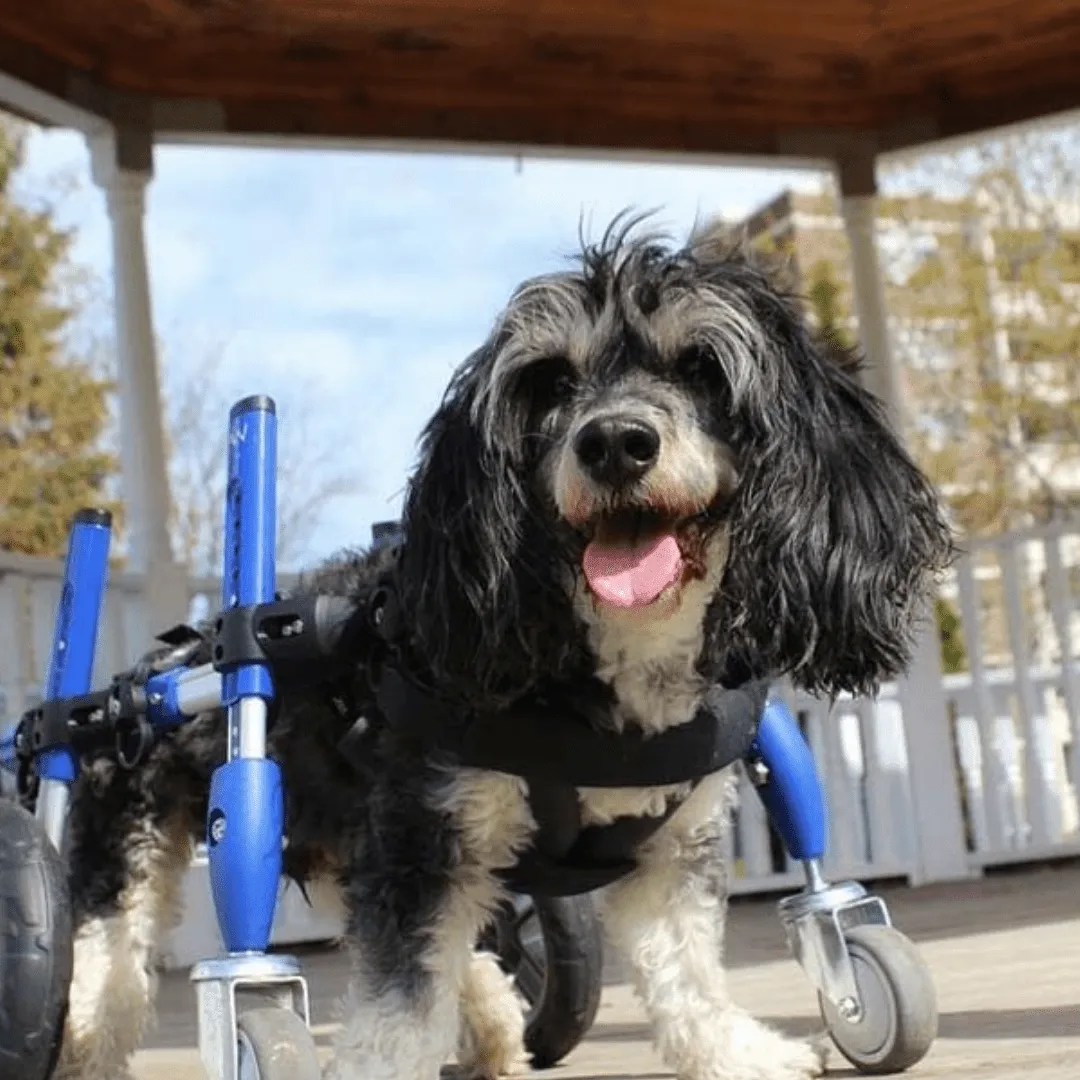 Walkin’ Wheels SMALL Front Wheel Attachment