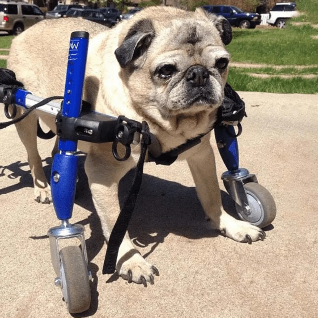 Walkin’ Wheels SMALL Front Wheel Attachment